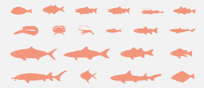 main_Which_Fish